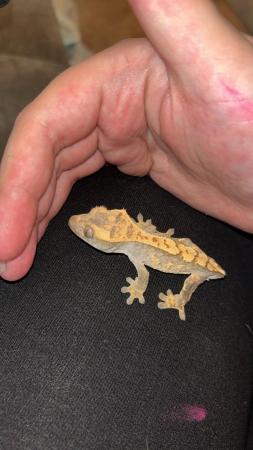 Image 2 of Crested geckos for sale
