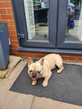Image 6 of 3 french bulldogs for sale £500 each