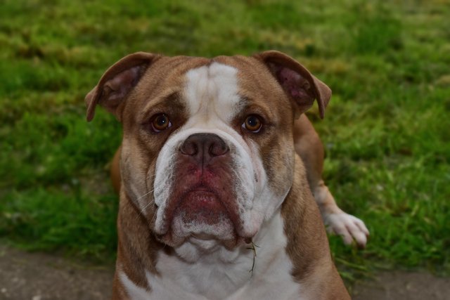 Preview of the first image of Olde English Bulldog (Male).