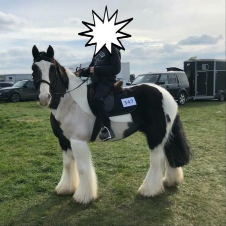 Image 1 of Sharer wanted for superstar 14h Irish cob