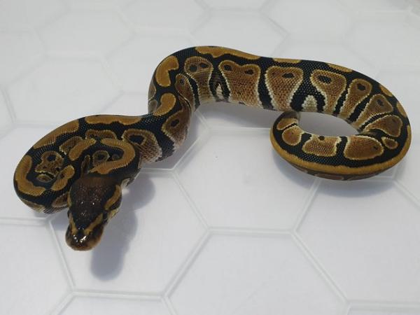 Image 4 of Hatchling royal pythons available
