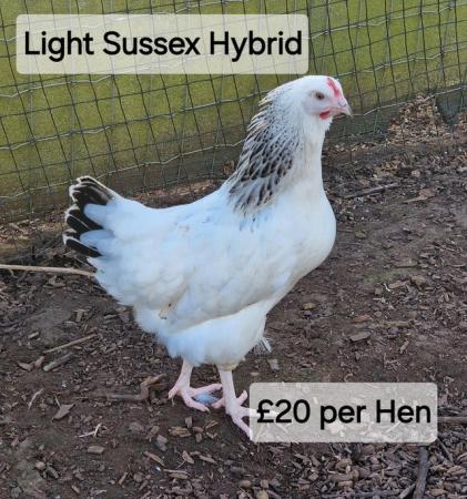 Image 7 of POL Hybrid Hens & Pure Breed Bantams for sale