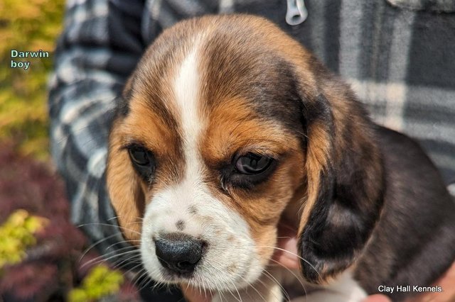 Image 13 of Quality, F1, Beaglier puppies, ready soon.