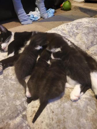 Image 2 of Kittens for sale available from 18th may