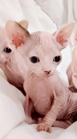 Image 4 of Beautiful Sphinx Kittens Ready Now.