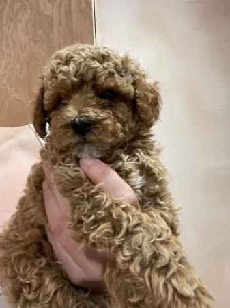 Image 2 of 7 weeks red/brown boy toy poodle
