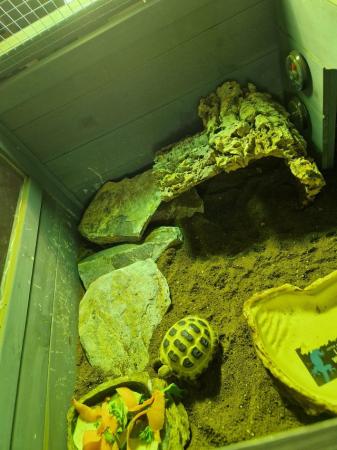 Image 3 of Horsefield Tortoise with enclosure