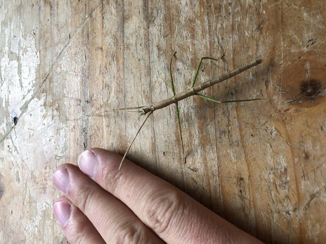 Preview of the first image of Rare Annan stick insects for sale.