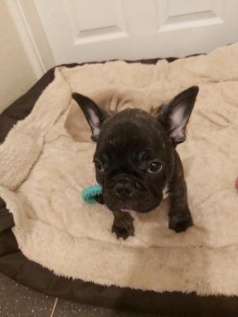 Image 14 of French Bulldog Puppies for sale