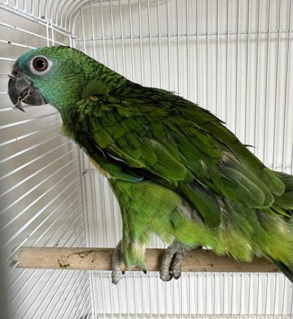 Image 2 of Beautiful young Blue Front Amazon Female talking parrot