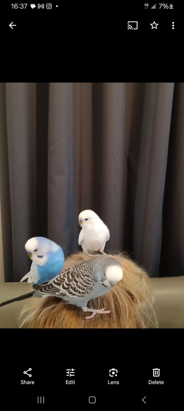 Preview of the first image of Budgies for sale 5 adults also baby's message for cost.