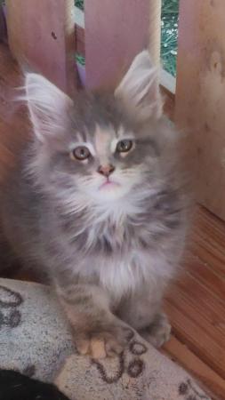 Image 5 of Maine coon kittens for sale.full pedigree
