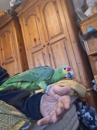 Image 3 of 2 year old amazon parrot and cage