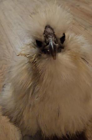 Image 2 of Male Silkie, born November 19th 2023
