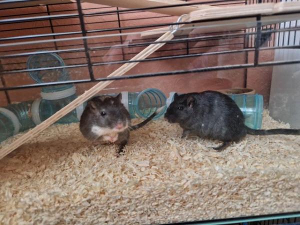 Image 5 of 2 male gerbils for adoption