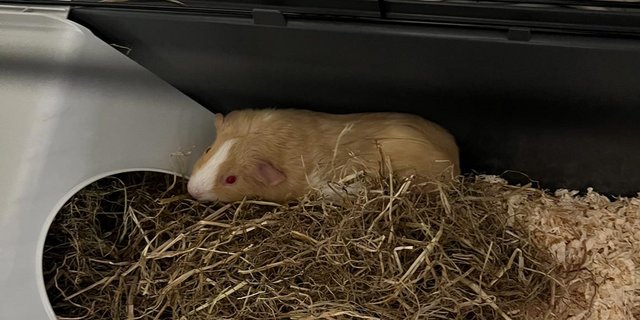 Image 1 of 4 female guinea pigs need rehoming