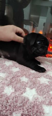 Image 5 of Pug puppies. Ready to go!!!
