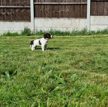 Image 8 of Champion line beautiful springer spaniels puppies