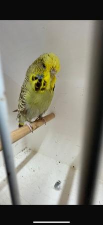 Image 5 of Exhibition Budgies Available
