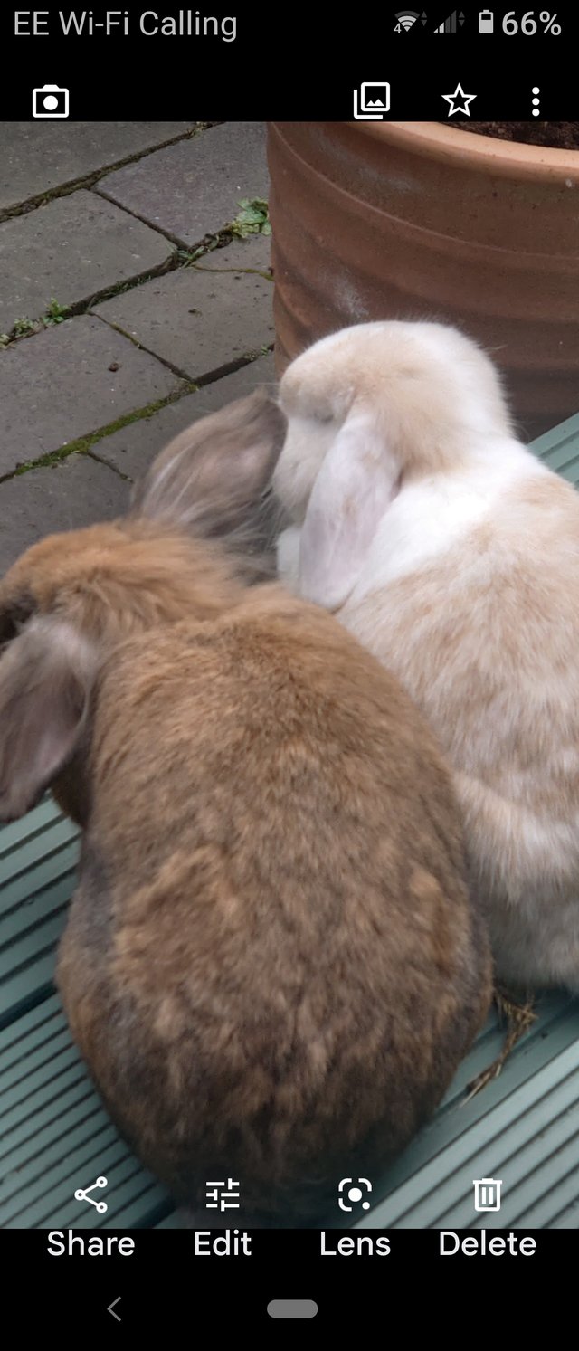 Preview of the first image of Lionheart Charlie and Camilla Lop rabbits.