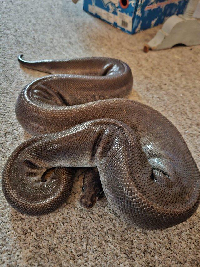Preview of the first image of Beautiful royal pythons all for sale.