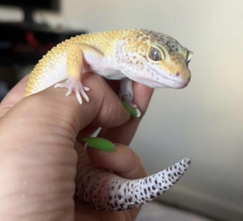 Image 4 of High yellow male Leopard Gecko & set up