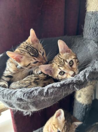 Image 1 of Bengal kittens for sale boy and girl