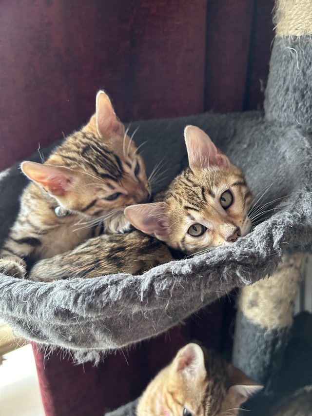 Preview of the first image of Bengal kittens for sale boy and girl.
