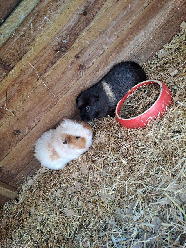 Preview of the first image of A pair of bonded Guinea pigs.