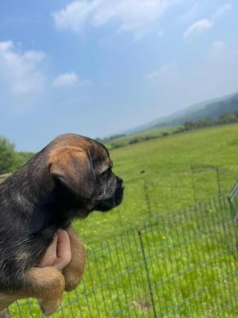 Image 6 of SLEM clear Border Terrier KC Registered puppies