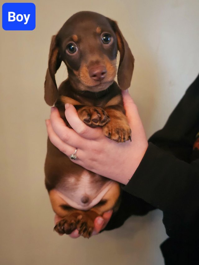 Preview of the first image of Miniature Dachshunds KC registered.