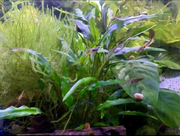 Image 5 of Endlers live fish not guppies £1 each