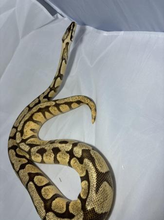 Image 4 of Snake collection for sale