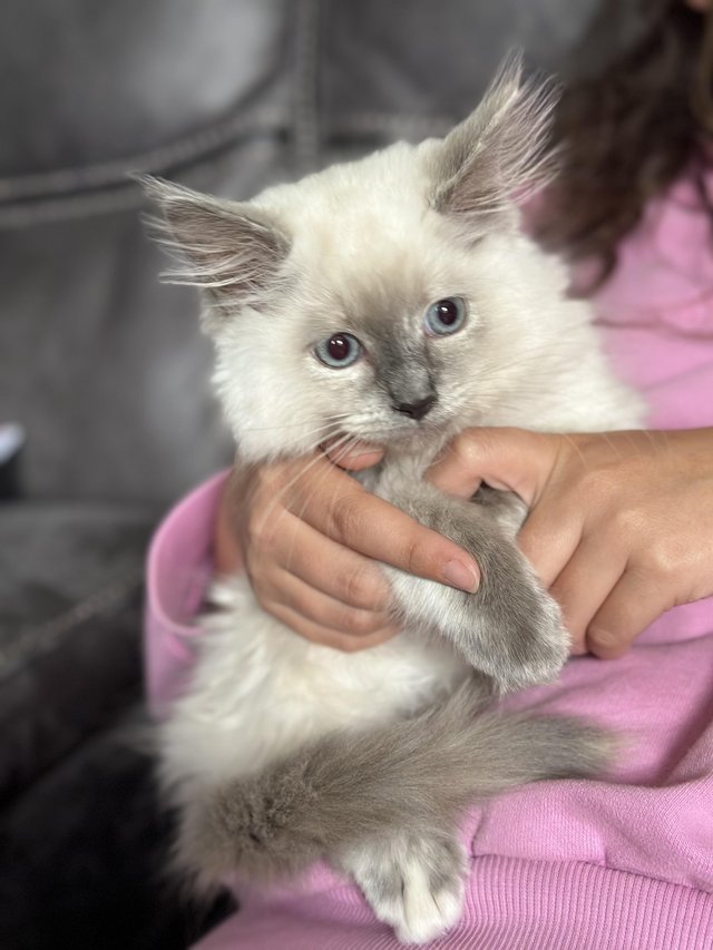 Preview of the first image of Last girl Ready now Siberian x ragdoll kitten.