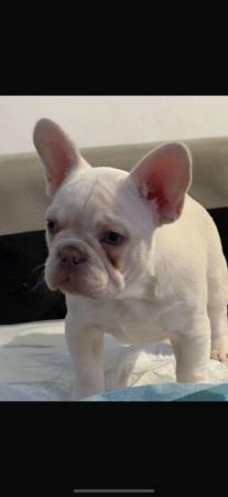 Image 3 of 12 Week old lilac cream French bulldog boy