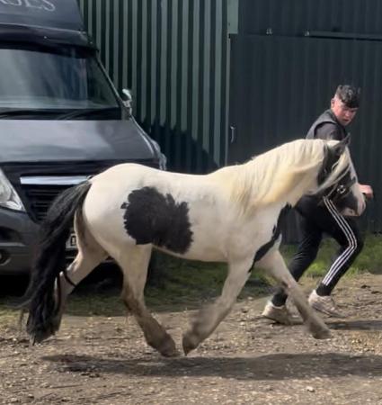 Image 2 of Cob mare 4 years old 12hh stoke on trent