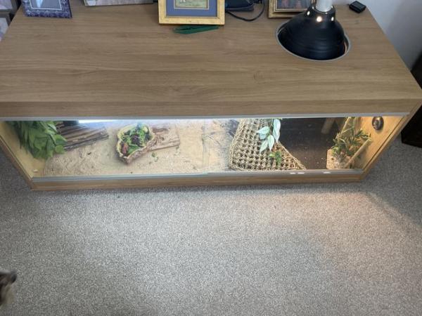 Image 2 of Bearded dragon and enclosure