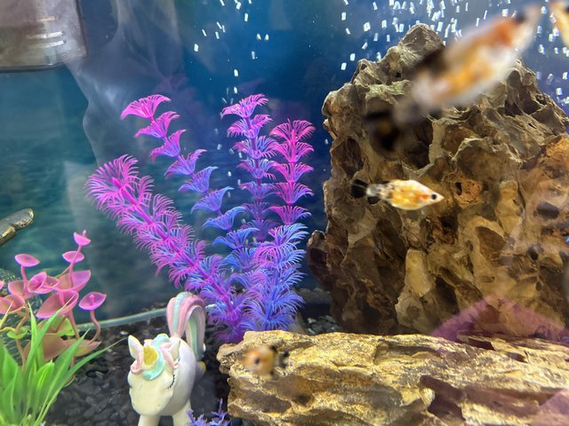 Tropical Baby Molly fish — photo 2 of 4
