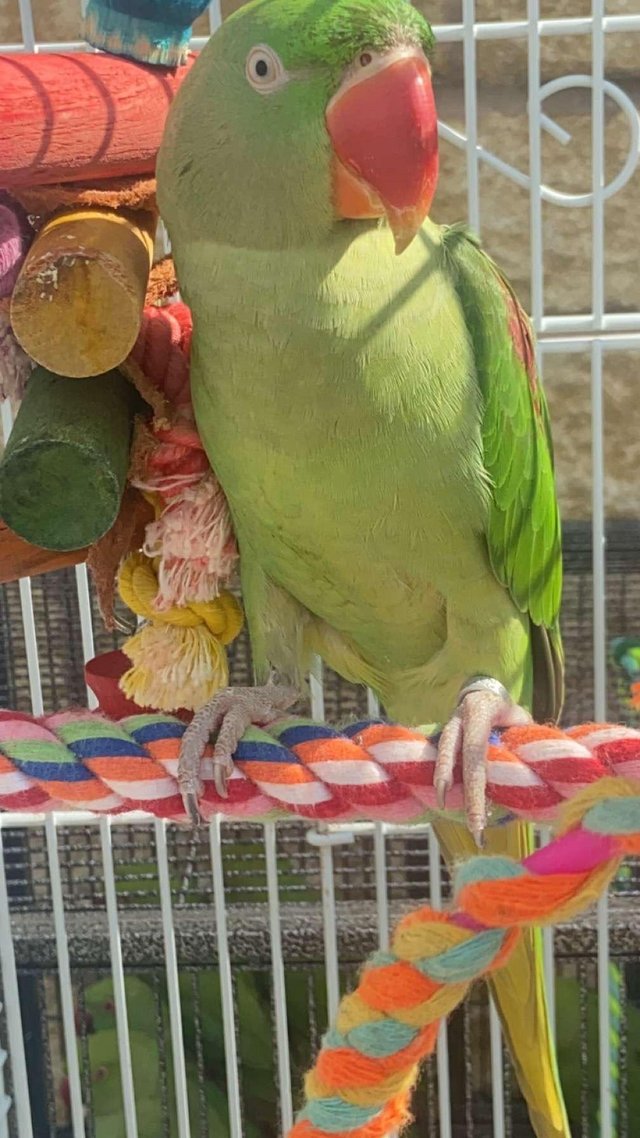 Preview of the first image of Hand tame young alexandrine parrot.