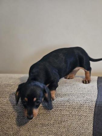 Image 8 of Miniature Dachshund puppies