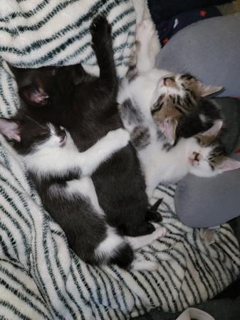Image 1 of 8 week old kittens! £40 each!