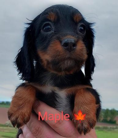 Image 5 of Working cocker spaniel puppies