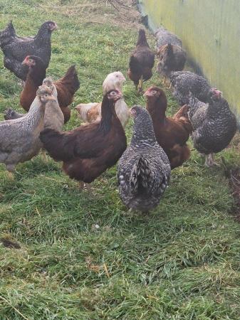 Image 3 of Point of lay pure breed chickens for sale