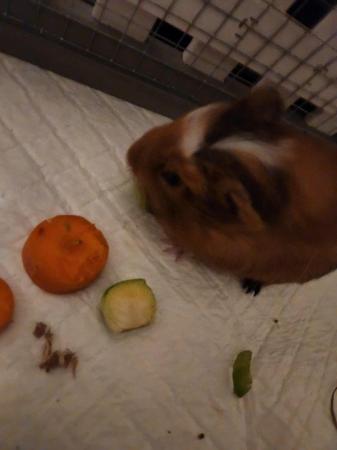 Image 3 of guinea pigs for sale, 2 gorgeous little boys. price for bot