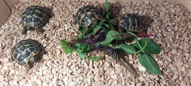 Image 3 of Three year old Herman Tortoises (£150 each no offers)