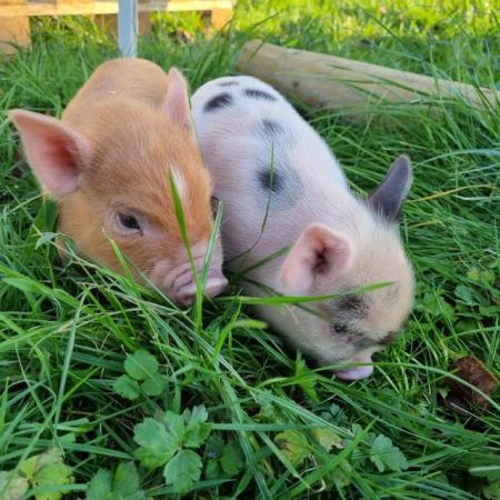 Image 8 of 4 week old Micropigs /minipigs bred from exceptional parents