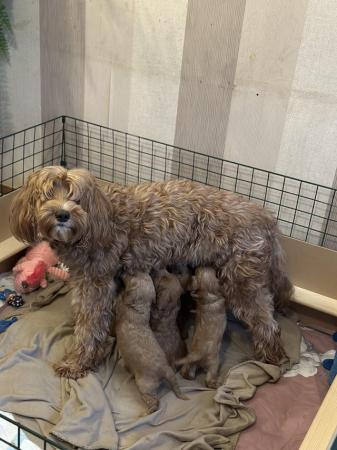 Image 7 of Australian Labradoodles Microchipped