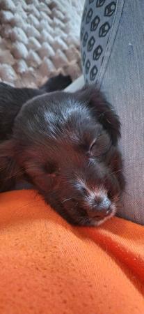 Image 10 of Registered cocker spaniel puppies. Ready from 24/4/2