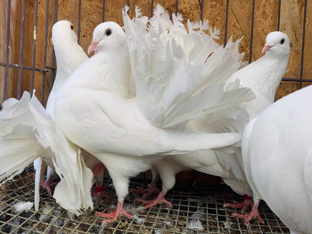 Preview of the first image of PURE WHITE GARDEN FANTAIL DOVES FOR SALE.