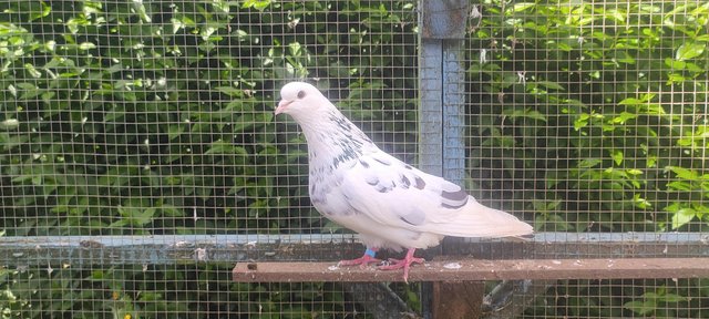 Image 1 of White iranian tumbler pigeons